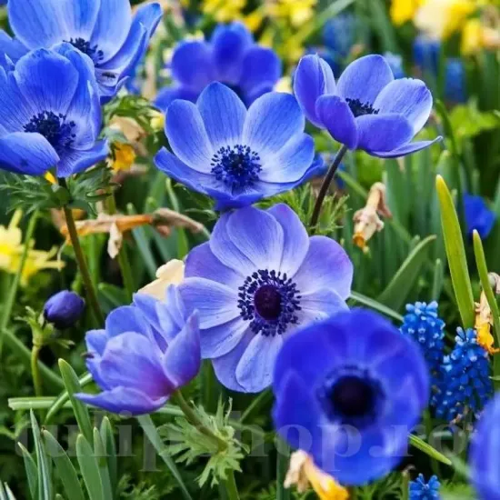 Bulbi Anemone Mr. Fokker anemone mr fokker bulbi gradina exterior