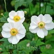 anemone the bride bulbi gradina exterior 110x110