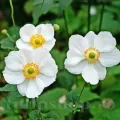 Bulbi Anemone The Bride