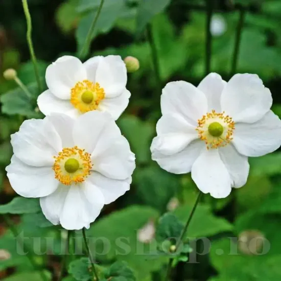 Bulbi Anemone The Bride anemone the bride bulbi gradina exterior