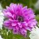 Bulbi Anemone Admiral bulbi anemone admiral toamna tulipshop