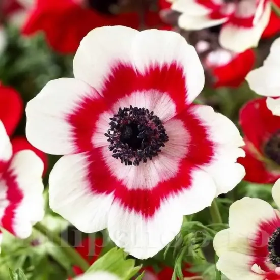 Bulbi Anemone Bicolor bulbi anemone bicolor toamna tulipshop