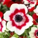 Bulbi Anemone Bicolor bulbi anemone bicolor toamna tulipshop