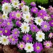 bulbi anemone blanda mix toamna tulipshop 110x110