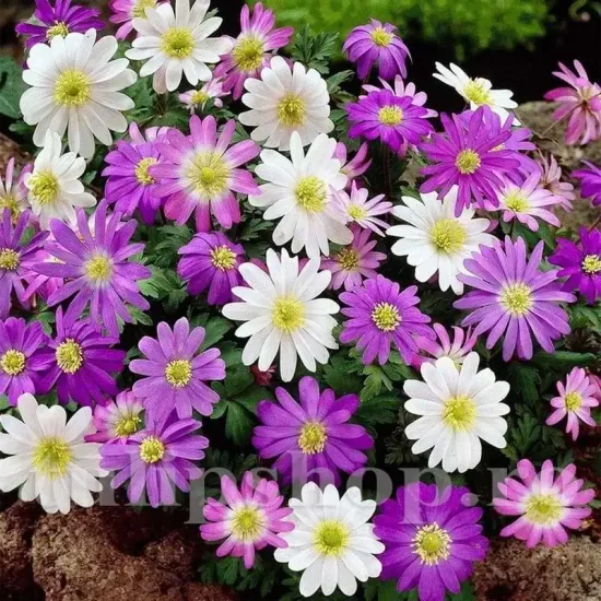 Bulbi Anemone Blanda Mix bulbi anemone blanda mix toamna tulipshop