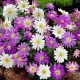 Bulbi Anemone Blanda Mix bulbi anemone blanda mix toamna tulipshop