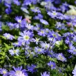 bulbi anemone blue shades toamna tulipshop 110x110
