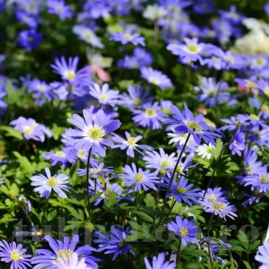 Bulbi Anemone Blue Shades bulbi anemone blue shades toamna tulipshop