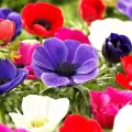 Bulbi Anemone de Caen Mix - Toamna