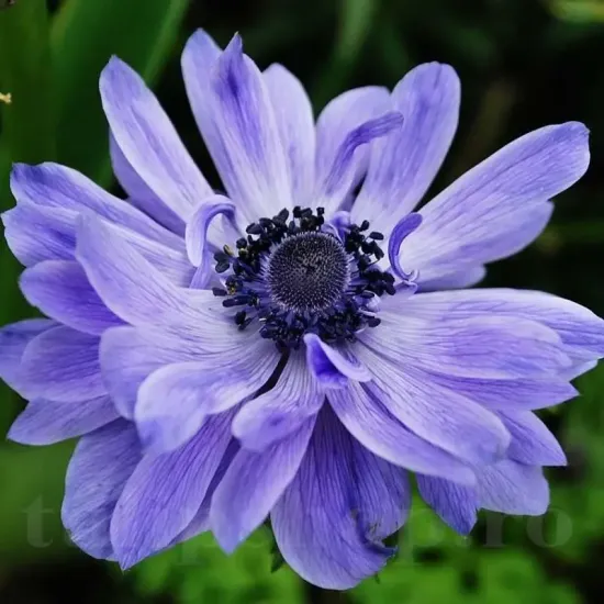 Bulbi Anemone Lord Lieutenant bulbi anemone lord lieutenant toamna tulipshop