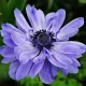Bulbi Anemone Lord Lieutenant bulbi anemone lord lieutenant toamna tulipshop