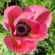 bulbi anemone mistral rosa shocking flori roz intens 110x110