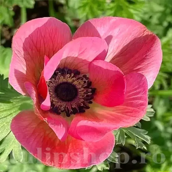 bulbi anemone mistral rosa shocking flori roz intens