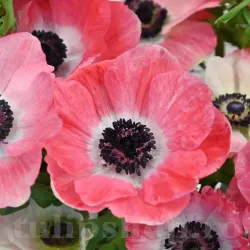 Bulbi Anemone Mistral Rosa Shocking