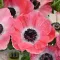 Bulbi Anemone Mistral Rosa Shocking