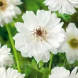 bulbi anemone mount everest toamna tulipshop 110x110