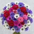 bulbi anemone premium mix50 multicolor de gradina 110x110