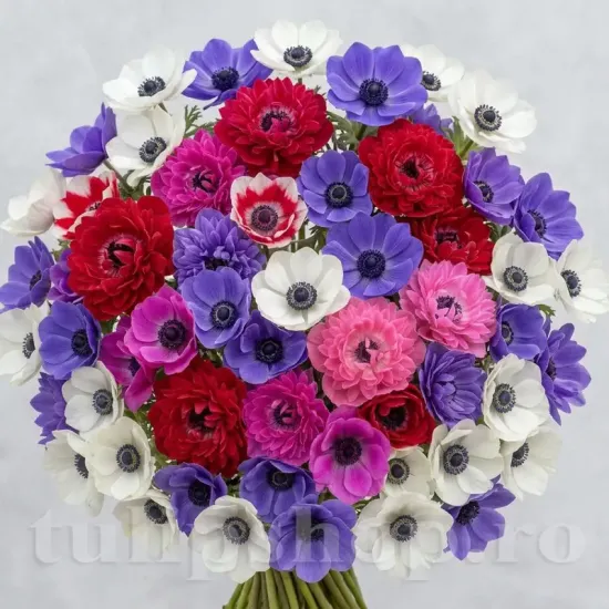 bulbi anemone premium mix50 multicolor de gradina