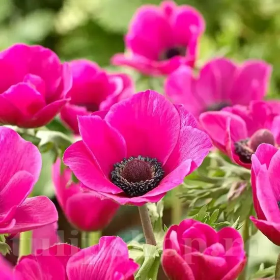 Bulbi Anemone Sylphide bulbi anemone sylphide toamna tulipshop