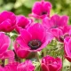 Bulbi Anemone Sylphide bulbi anemone sylphide toamna tulipshop
