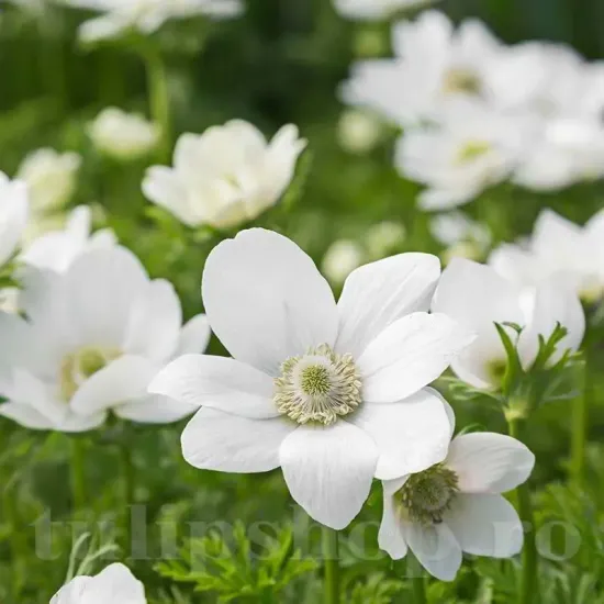 Bulbi Anemone The Bride bulbi anemone the bride toamna tulipshop
