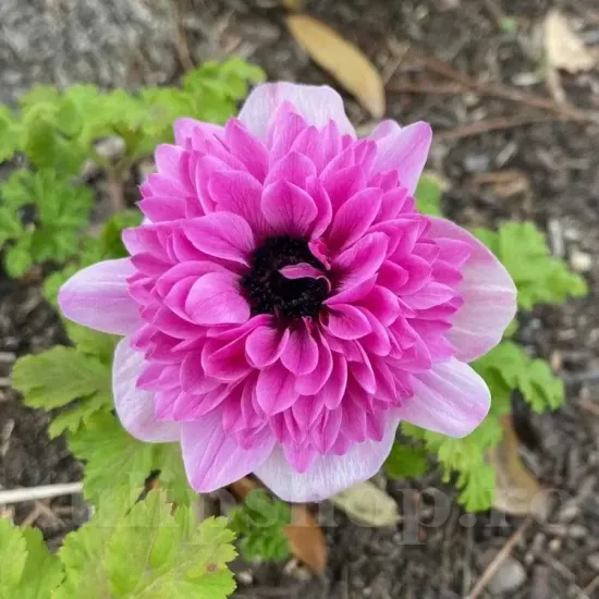 Bulbi Anemone Admiral floare anemone admiral roz batut gradina