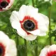 Bulbi Anemone Bicolor floare anemone bicolor alb rosu gradina