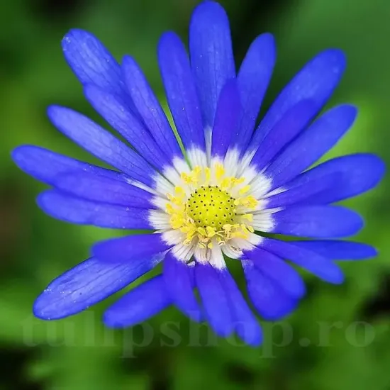 Bulbi Anemone Blue Shades floare anemone blue shades albastru gradina