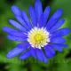 Bulbi Anemone Blue Shades floare anemone blue shades albastru gradina