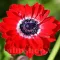Bulbi Anemone Governor - Toamna