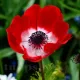 floare anemone hollandia rosu centru alb