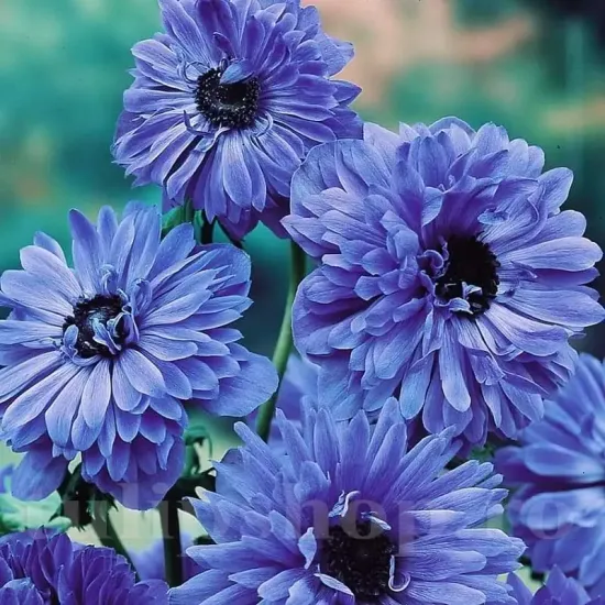Bulbi Anemone Lord Lieutenant floare anemone lord lieutenant albastru batut