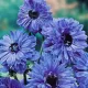 Bulbi Anemone Lord Lieutenant floare anemone lord lieutenant albastru batut