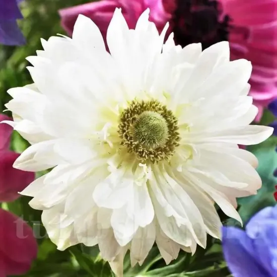 Bulbi Anemone Mount Everest floare anemone mount everest alb batut