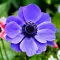 Bulbi Anemone Mr. Fokker - Toamna