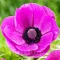 Bulbi Anemone Sylphide - Toamna