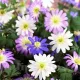 Bulbi Anemone Blanda Mix flori anemone blanda mix culori gradina