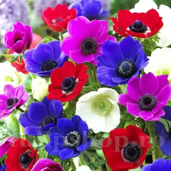flori anemone de caen mix multicolore
