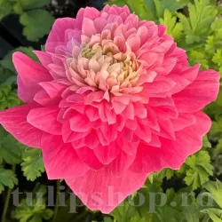 Bulbi Anemone Levante Rosa