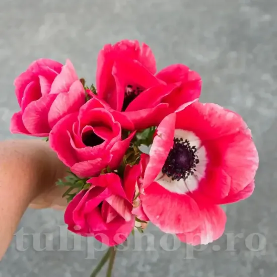 pachet bulbi anemone mistral rosa shocking tulip shop
