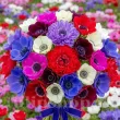 pachet bulbi anemone premium mix50 tulip shop 110x110