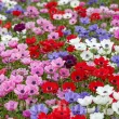 pachet tuberculi anemone mix 50 flori colorate 110x110