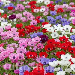 Pachet Bulbi Anemone Toamna Premium Mix50 Pachet Bulbi Anemone Toamna Premium Mix50