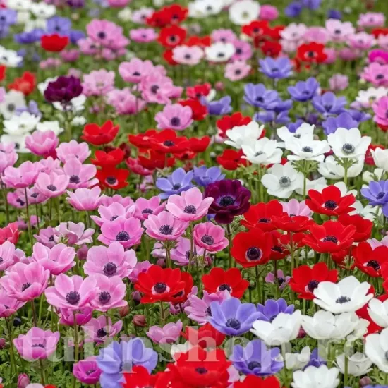 pachet tuberculi anemone mix 50 flori colorate