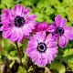 Bulbi Anemone Admiral plantare anemone admiral borduri exterior