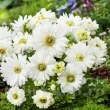 plantare bulbi anemone albe mount everest 110x110