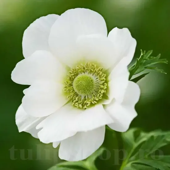 Bulbi Anemone The Bride plantare bulbi anemone albe the bride
