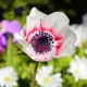 Bulbi Anemone Bicolor plantare bulbi anemone bicolor exterior