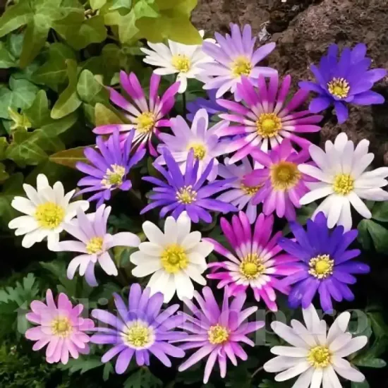 Bulbi Anemone Blanda Mix plantare bulbi anemone blanda covor floral