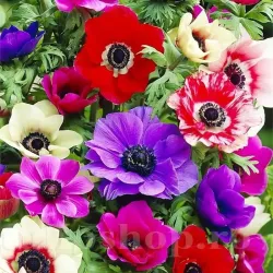 Bulbi Anemone de Caen Mix - Toamna
